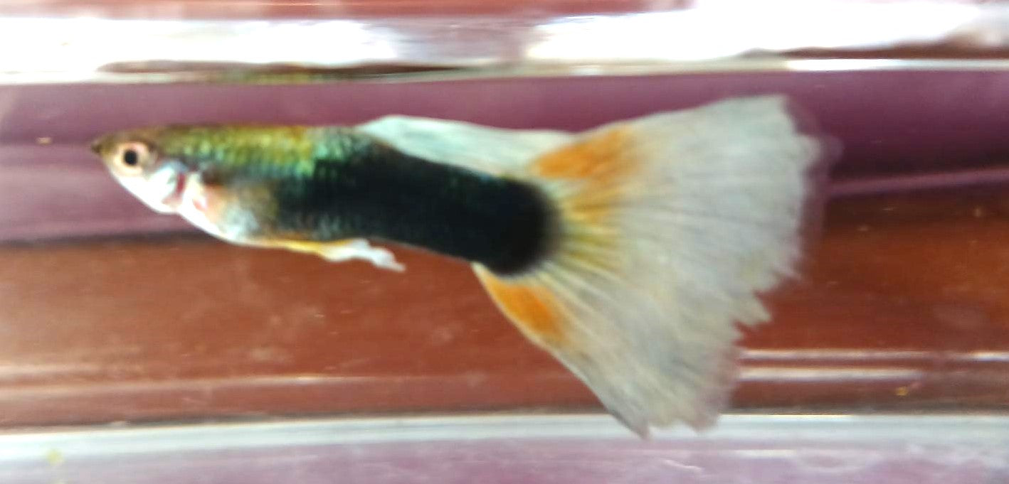Green Neon Guppy - Male - Home Bred