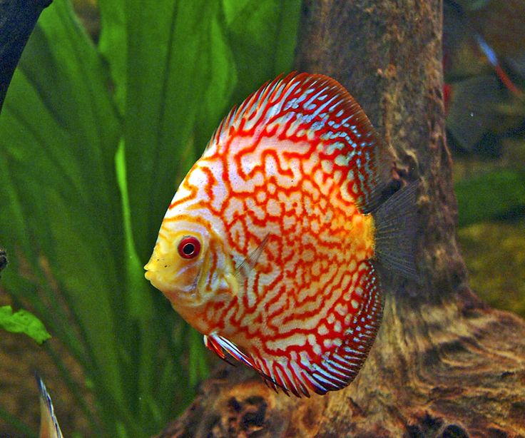 Orange Checker Board Discus