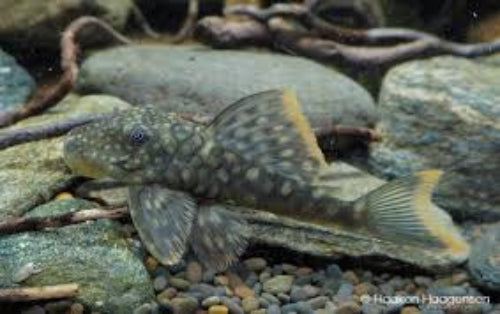 Orange Seam Pleco L106