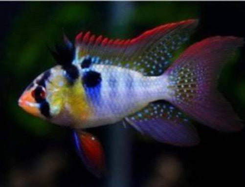 PAP Blue Ram (Papiliochromis ramirezi)
