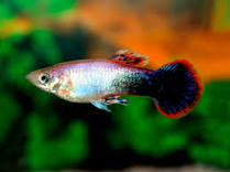 Pink Tuxedo Guppy - Home Bred - Male