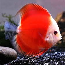 Blood Red Discus