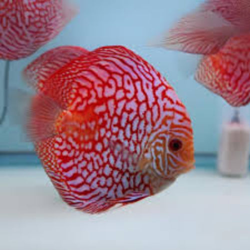 Red Checkerboard Discus - 6cm