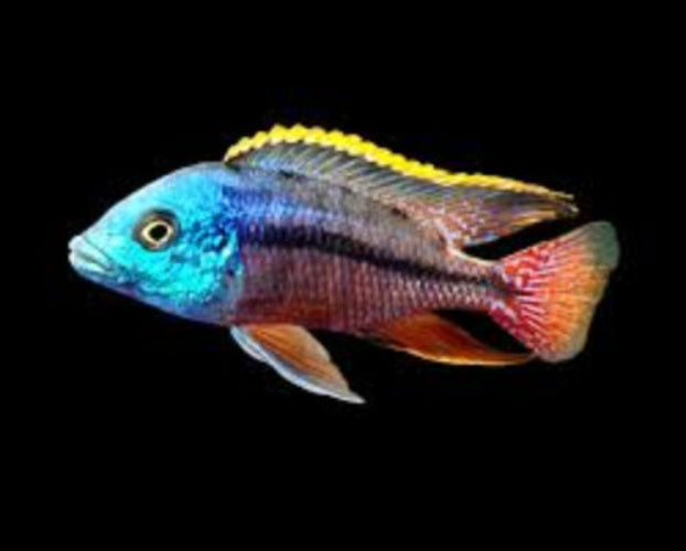 Red Empress Cichlid 12cm - NZ breed