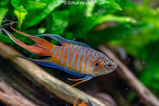 Red Paradise Fish (Macropodus opercularis)