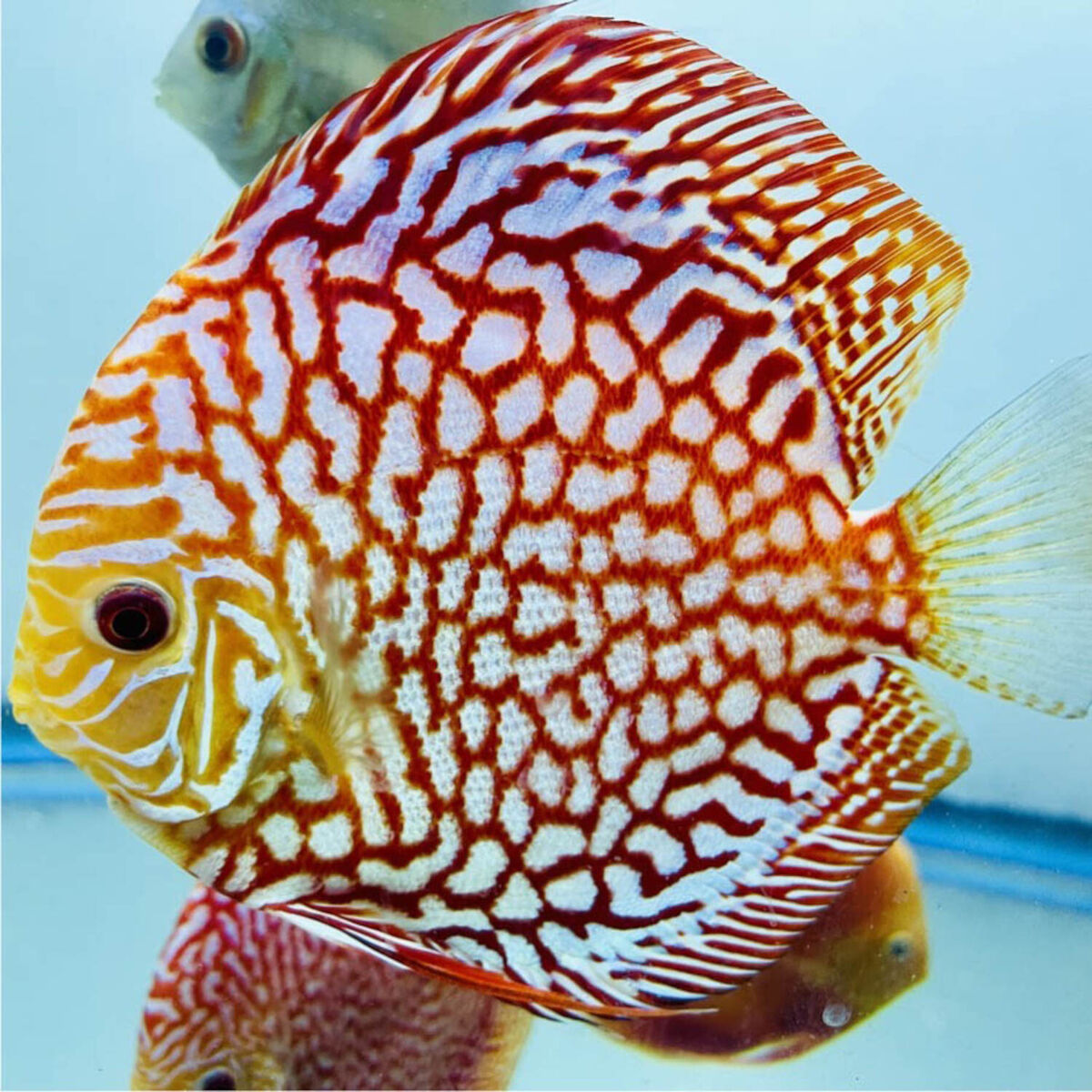 White Pigeon Checkerboard Discus