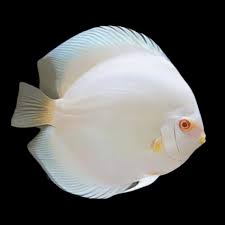 Snow white Discus medium 6cm