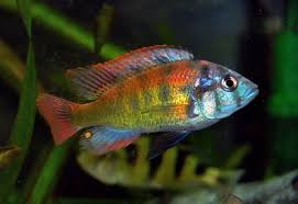 Sp.44 African Cichlid - 6-8cm