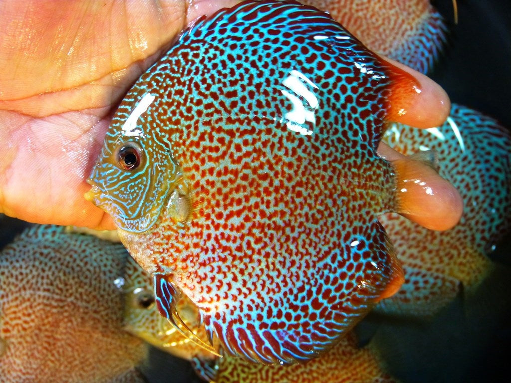 Spider Eruption Discus - 8CM