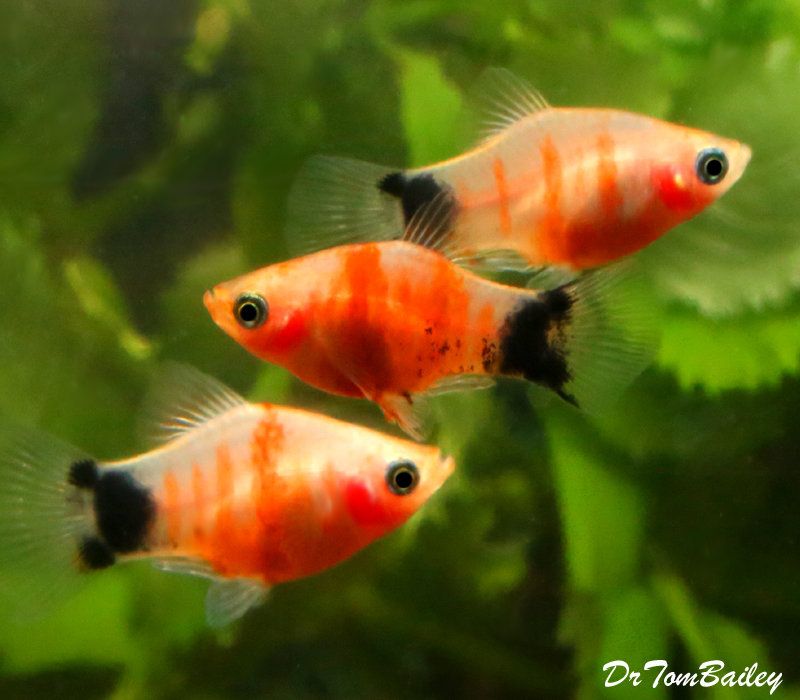 Mickey Mouse Tiger Platy