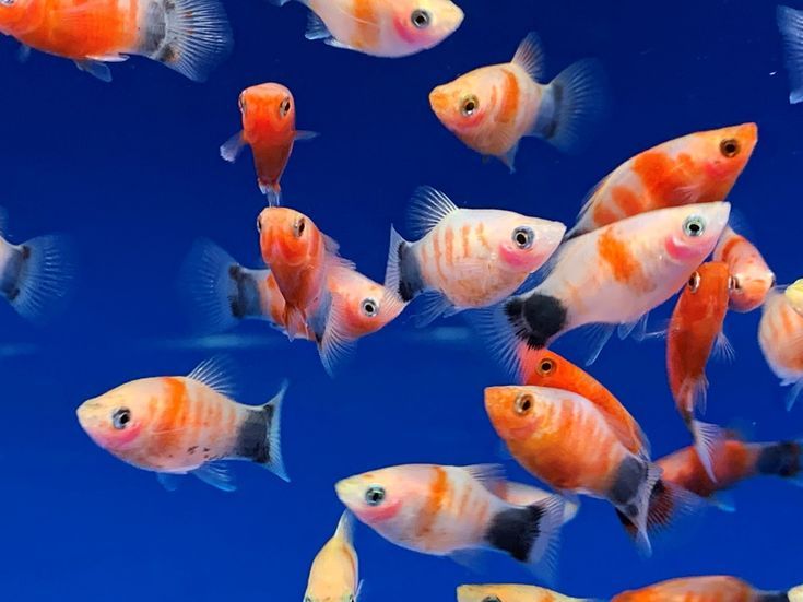 Mickey Mouse Tiger Platy