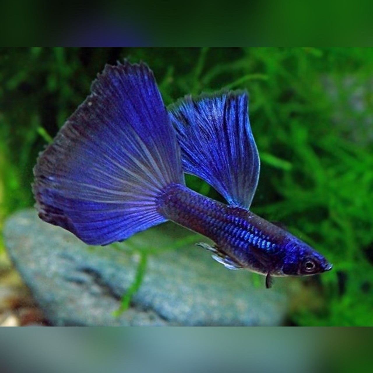 Blue Tarzan Guppy - Male