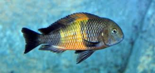 Tropheus Pemba - Yellow (Tropheus sp.)