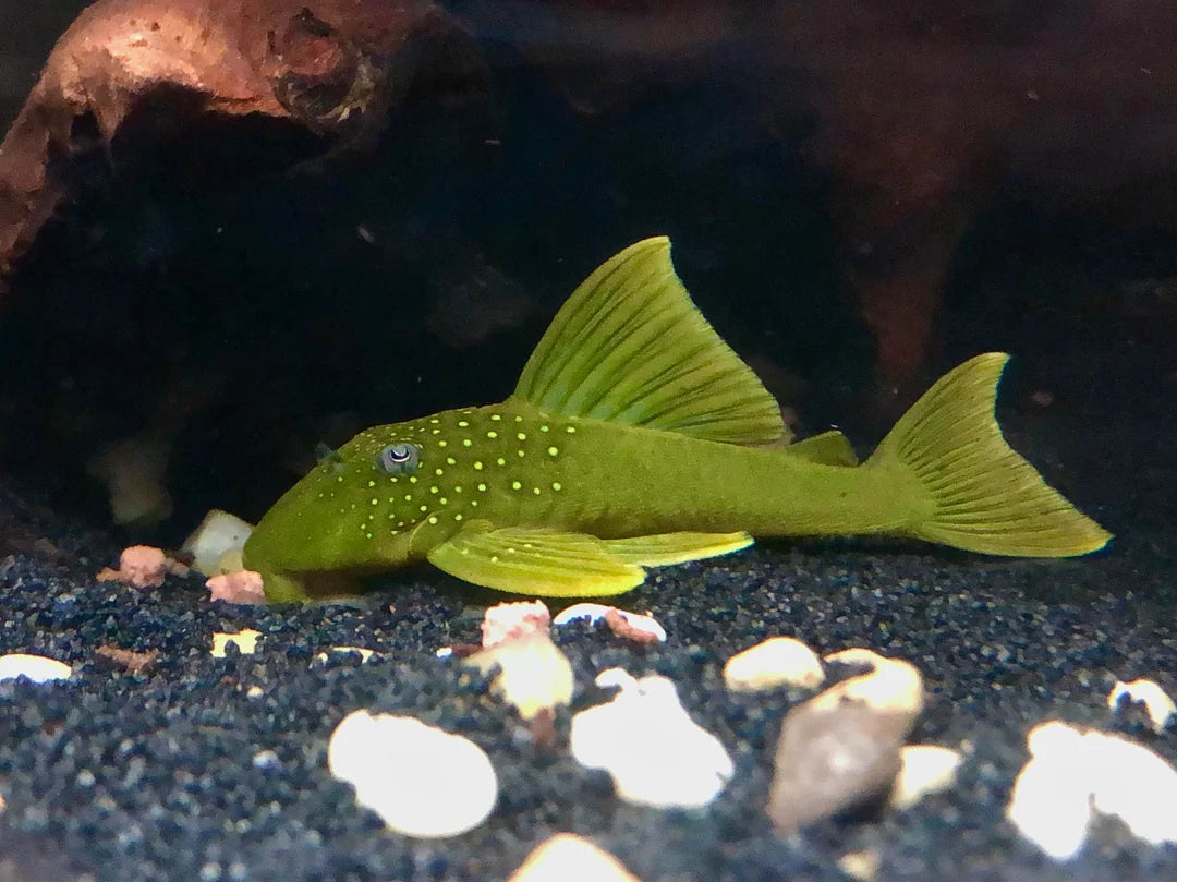 L200 Green Phantom Pleco
