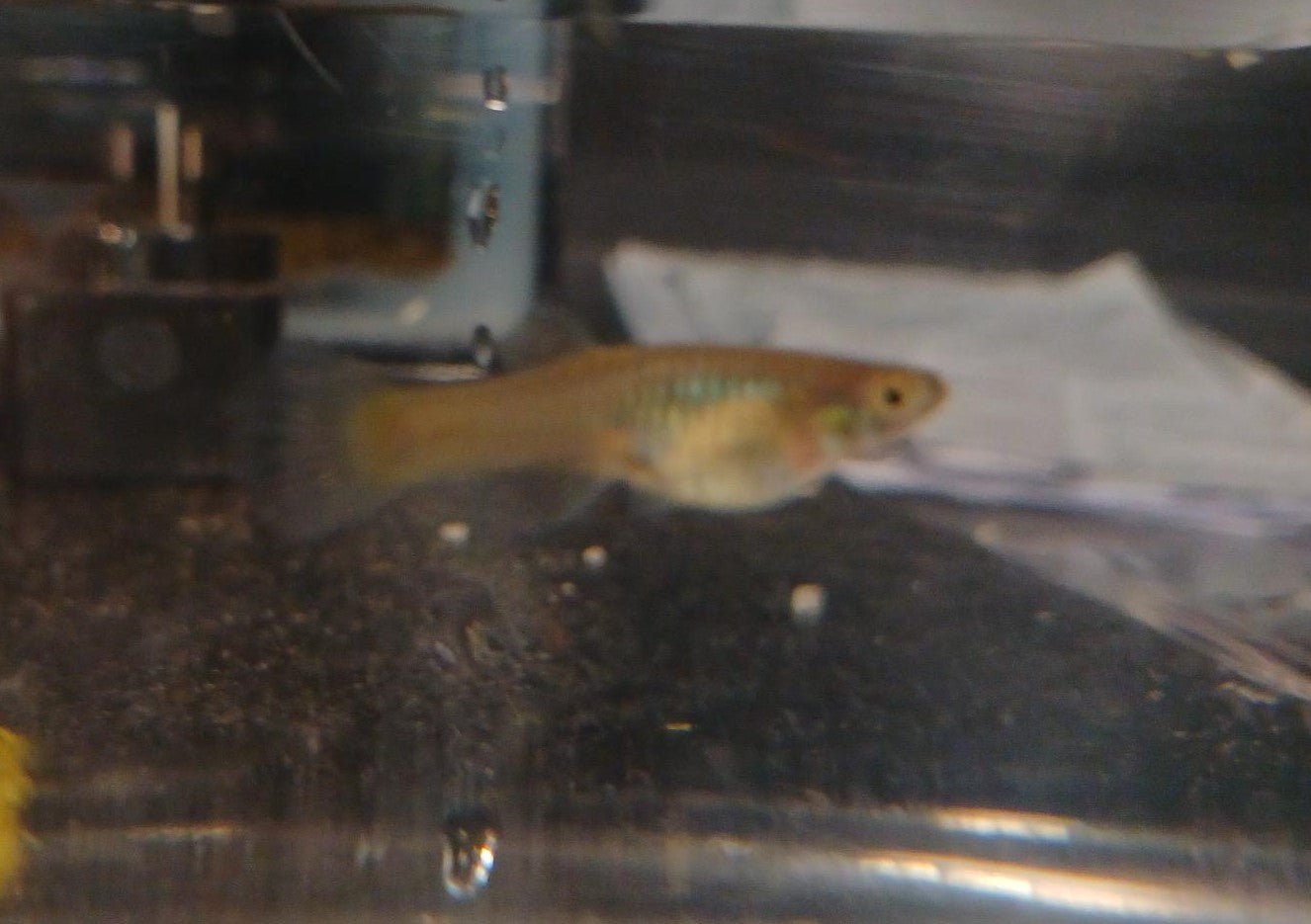 Yellow Platinum Snake Skin - Female - Home Bred