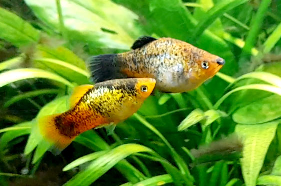 How to Choose the Right Fish for Your Aquarium NZ | Top Fin Aquatics