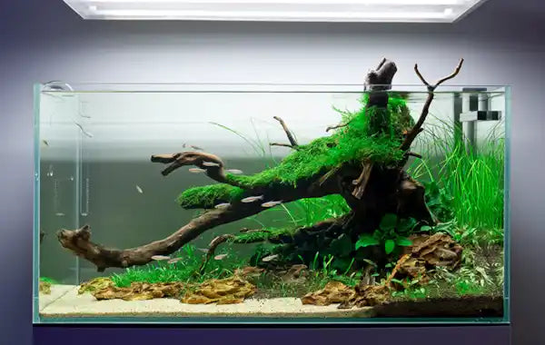 How to Get Crystal Clear Aquarium Water NZ | Top Fin Aquatics