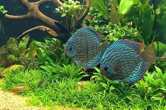 What to Know About Keeping Discus in Your Aquarium | Top Fin Aquatics