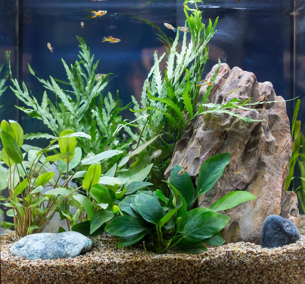 Cycle Your Aquarium the RIGHT Way (No Fish Loss, No Guesswork)