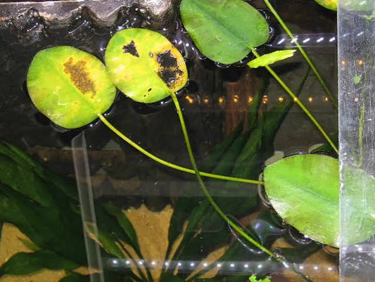 Why Are My Aquarium Plants Dying? Common Causes and Easy Fixes | Top Fin Aquatics