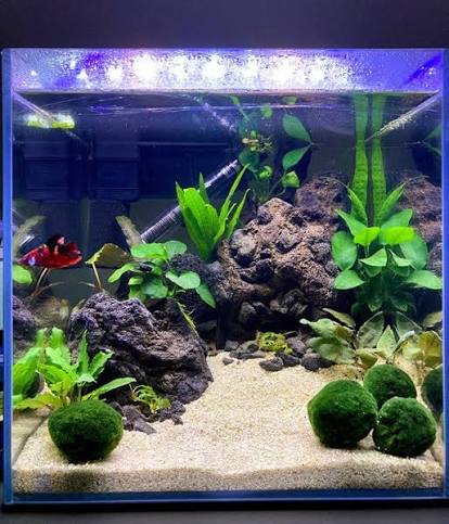 Betta Fish Care in New Zealand: A Guide to Happy, Healthy Siamese Fighting Fish  | Top Fin Aquatics