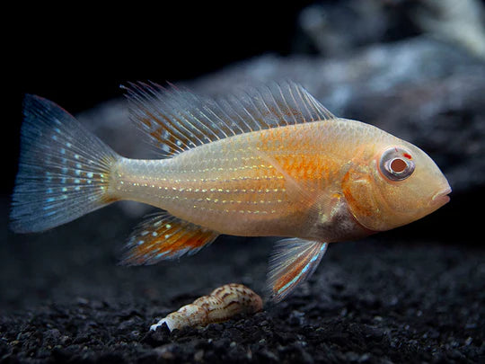 American Cichlid