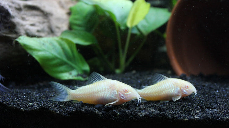 Corydoras