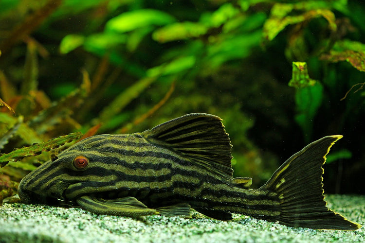 Plecos