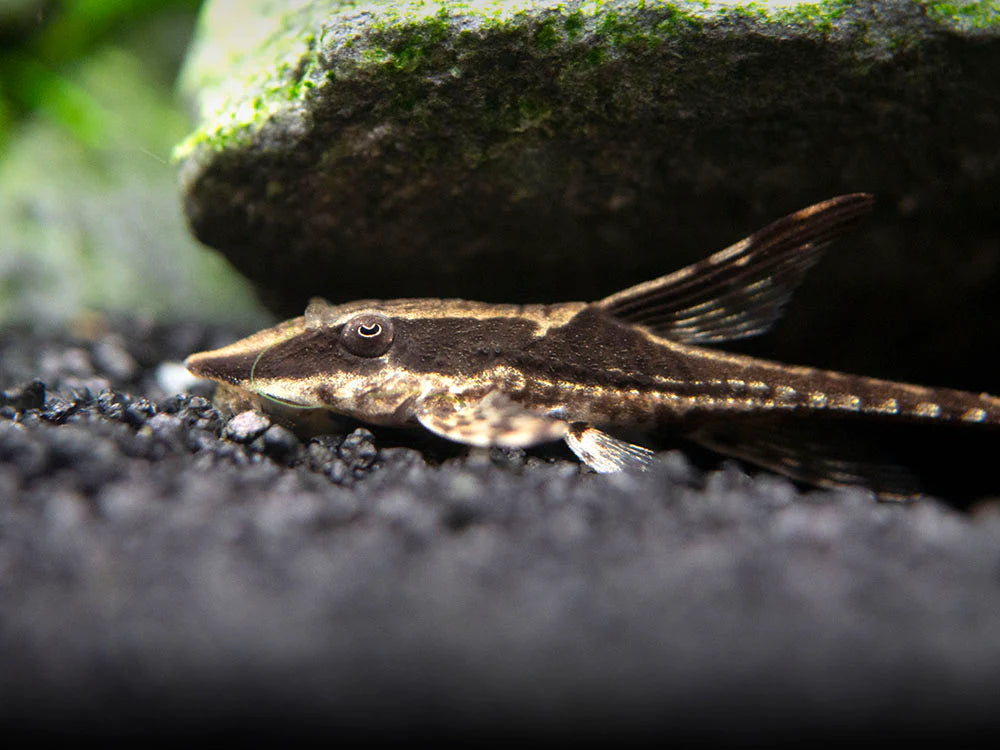 Whiptails