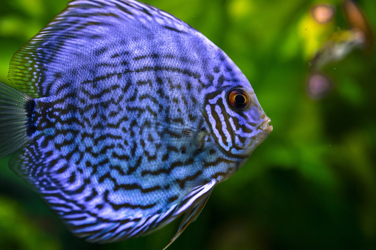 All live fish