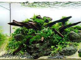 All aquascaping products