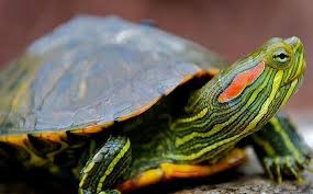 Turtle Products