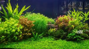 Plant Care