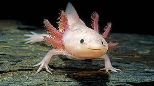 Axolotl Products