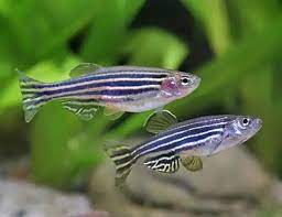 Danios