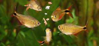 Fish food