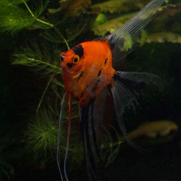 Angel Fish