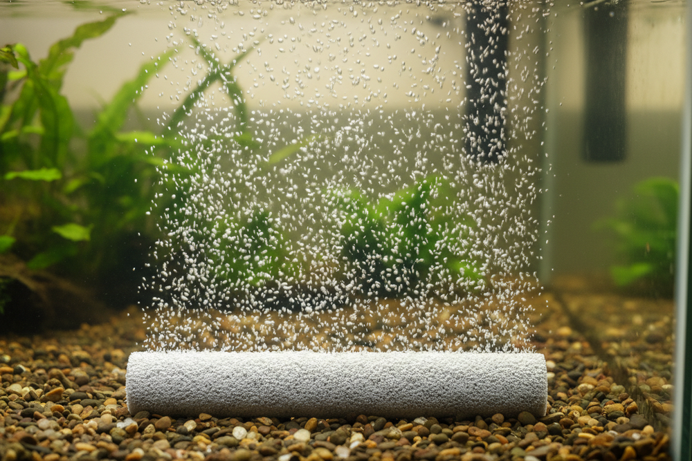 Top Fin Aquatics