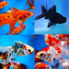Cold Water Fish