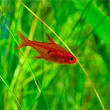 Nano Fish
