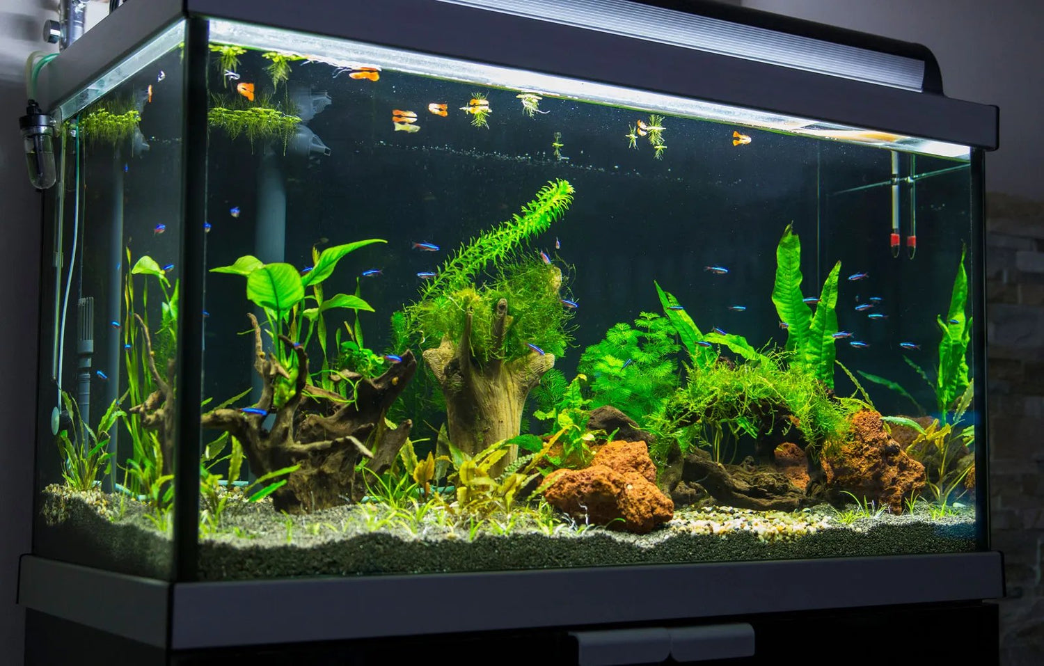 Aquariums
