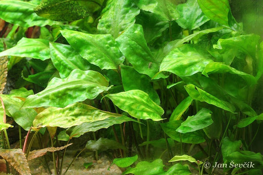 Cryptocoryne Pontederifolia ‘Schott’ Tissue Culture
