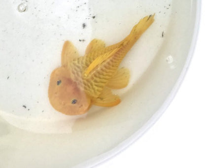 24K Chubby Pleco Parancistrus aurantiacus