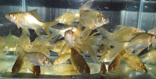 Bronze Cold Fish