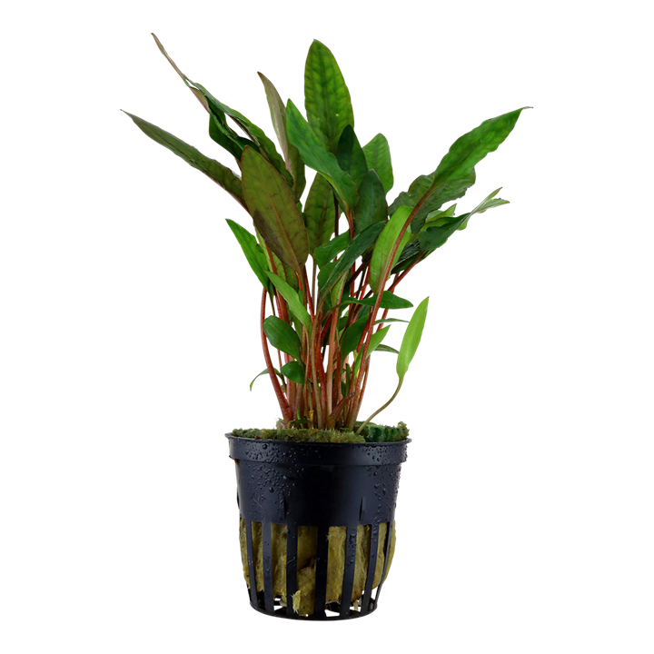 Cryptocoryne Petchii