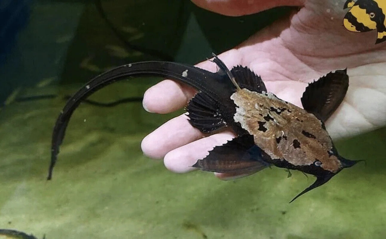 Two-Colour Banjo Catfish (Bunocephalus sp.)