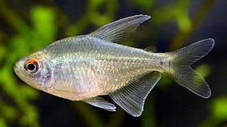 Diamond Tetra - Moenkhausia Pittieri