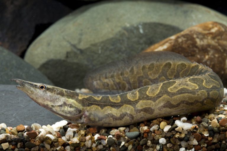 Tyre track eel