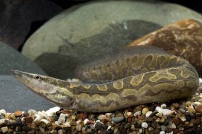 Tyre track eel