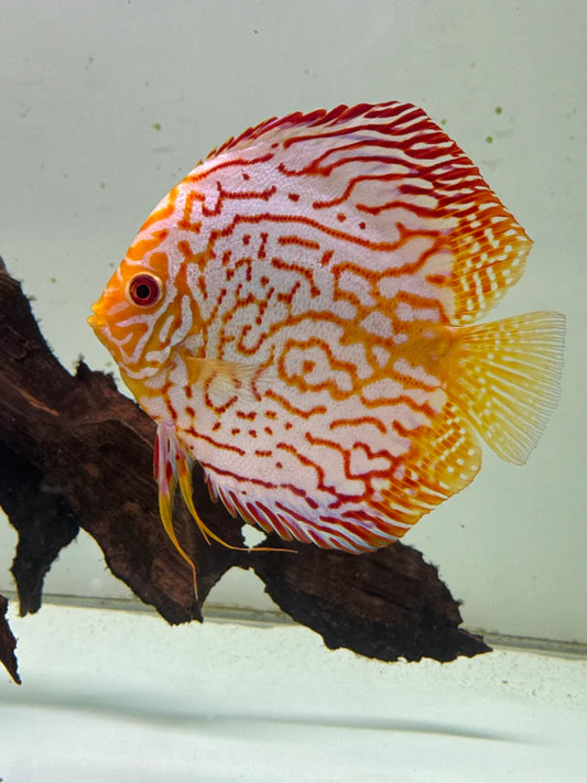 Yellow Rufflesia Discus Fish Rafflesia Discus – Top Fin Aquatics
